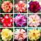Imported 20pcs Mixed Colors 100% Genuine Adenium obesum Desert Rose Flower Bonsai