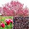 10pcs Magnolia, Magnolia Tree Flower,Perennial Garden Aromatic Plant, of Perennial Garden Flowers