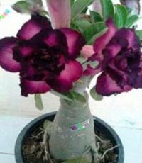 2pcs True Desert Rose Seeds Plants Exotic Adenium Obesum Bonsai Air Purification Potted Flowers Planting Home Garden Decoration
