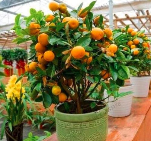 Mandarin Orange Dwarf Bonsai Indoors Outdoors Fruit Tree 10pcs (Color: 2)