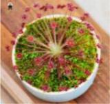 100pcs Giant Dionaea Muscipula Seeds Carnivorous Plants Fly Clip Se Eed for Garden