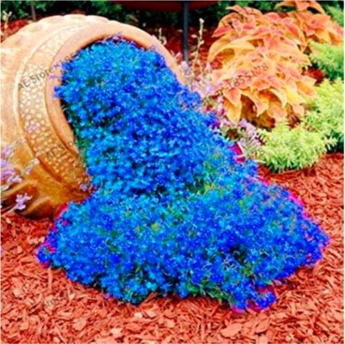 205pcs rare ROCK cress Seeds Climbing plant Creeping Thyme Seeds Perennial Ground cover flower for home garden