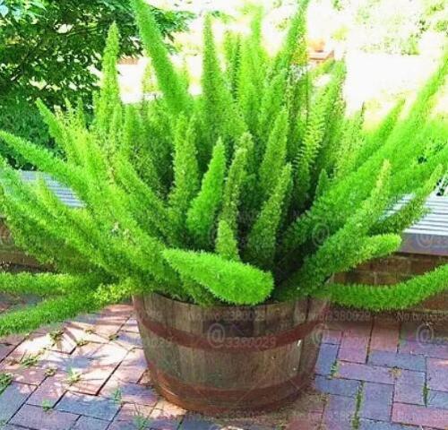 100pcs Asparagus densiflorus 'Myers' Seed Perennial Evergreen Half-Marine herb Ornamental Potted Plant for Home Garden Plants