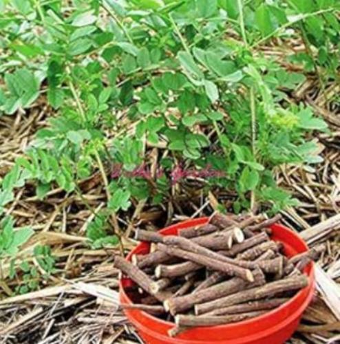 Glycyrrhiza Glabra Seeds 30pcs Licorice Root Seeds Flower Bonsai Plant DIY Home Garden