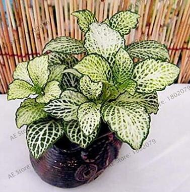 100pcs/bag Fittonia Verschaffeltii Flores, Bonsai Plant for Home and Garden,Indoor Office Decoration