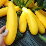 5 Bags (10 Seeds / Pack) of Banana Zucchini seeds, 'Yellow Banana' series, featuring vibrant yellow gourds