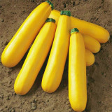 5 Bags (10 Seeds / Pack) of Banana Zucchini seeds, 'Yellow Banana' series, featuring vibrant yellow gourds