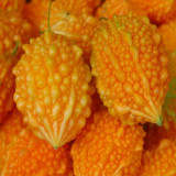 5 Packs of  Ripe Orange Bitter Melon Seeds (Momordica charantia), Sweet Ampalaya Bitter Gourds