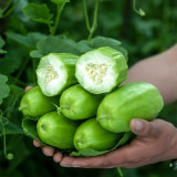 5 Packs of Eight-ridged Crispy Cucumber seeds, Fragrant and Dugar-free Melon