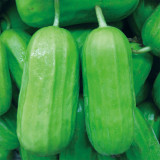 5 Packs of Eight-ridged Crispy Cucumber seeds, Fragrant and Dugar-free Melon