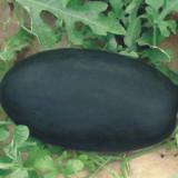 2 Bags (10g / Bag) of 'Black Tyrant' Super-sweet Watermelon Seeds