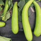 5 Bags (2g / Bag) of Qinglong Cucumber Seeds, Suitable for Raw Consumption, Pickling, and Stir-frying