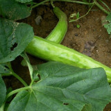 5 Bags (2g / Bag) of Qinglong Cucumber Seeds, Suitable for Raw Consumption, Pickling, and Stir-frying