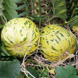 5 Bags (50 Seeds / Bag) of 'Flower Fairy' Melon Seeds, Hybrid F1 Aromatic Sweet Melon