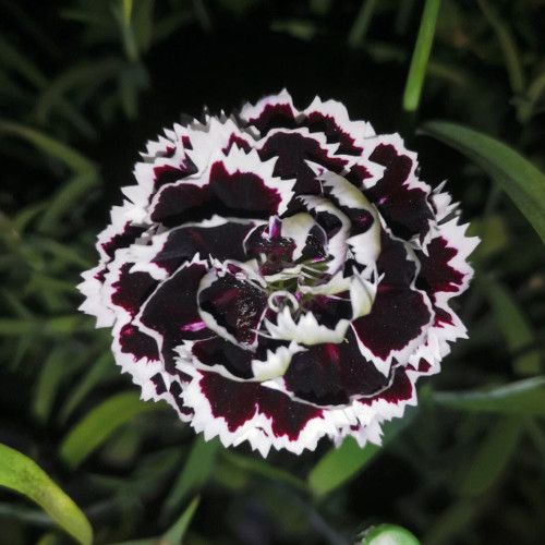 20 Seeds of Carnation 'Black and White Minstrel' Flowers, Dianthus Chinensis Heddewigii
