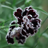20 Seeds of Carnation 'Black and White Minstrel' Flowers, Dianthus Chinensis Heddewigii