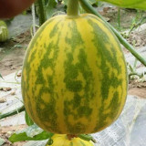 5 Bags (50 Seeds / Bag) of 'Flower Fairy' Melon Seeds, Hybrid F1 Aromatic Sweet Melon