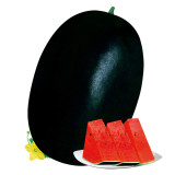 2 Bags (10g / Bag) of 'Black Tyrant' Super-sweet Watermelon Seeds