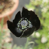50 Seeds of Papaver macrostomum ‘Black Magic’