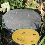 1 Bag (200 Seeds) of 'Yuanxing 25' Series Black Skin Yellow Flesh Watermelon Seeds