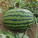 5 Bags (25 Seeds / Bag) of 'Lanzhou P2' Series: Large-Fruit, Traditional Variety, Super Sweet Watermelon
