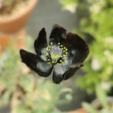 50 Seeds of Papaver macrostomum ‘Black Magic’