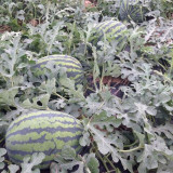 5 Bags (25 Seeds / Bag) of 'Lanzhou P2' Series: Large-Fruit, Traditional Variety, Super Sweet Watermelon