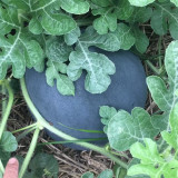 5 Bags (25 Seeds / Bag) of Black Landmine' Series Watermelon Seeds