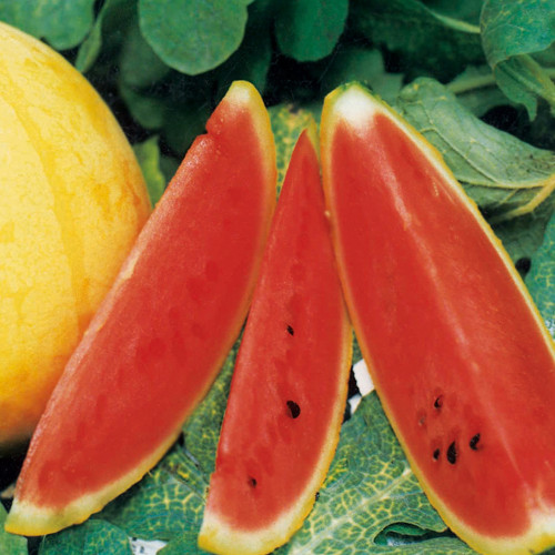 5 Bags (20 Seeds/Bag) of 'Golden Kylin No.2' Series: Golden-skinned, Red-fleshed Gift Watermelon