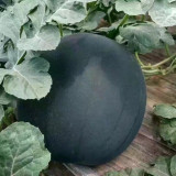 5 Bags (25 Seeds / Bag) of Black Landmine' Series Watermelon Seeds