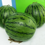 5 Bags (20 Seeds / Bag) of 'Kylin Ice Cream' Series Watermelon Seeds