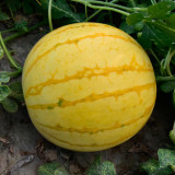 5 Bags (20 Seeds/Bag) of 'Golden Kylin No.2' Series: Golden-skinned, Red-fleshed Gift Watermelon
