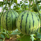 5 Bags (50 Seeds / Pack) of 'Apis Forea' Series Bonsai Watermelon Seeds