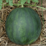 5 Bags (50 Seeds / Bag) of 'Seedless Kylin' Series Seedless Watermelon Seeds