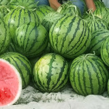 5 Bags (50 Seeds / Pack) of 'Apis Forea' Series Bonsai Watermelon Seeds