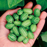 5 Bags (50 Seeds / Bag) of Cucamelons Seeds, Mexican Sour Gherkins