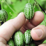 5 Bags (50 Seeds / Bag) of Cucamelons Seeds, Mexican Sour Gherkins