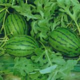 5 Bags (20 Seeds / Bag) of 'Xiaoyu Peeling' Series Watermelon Seeds