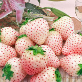 5 Bags of 'Littile White' Series Small White Strawberry