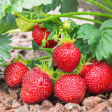 5 Bags (200 Seeds / Bag) of 'Akihime' Series Red Strawberry