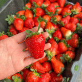 5 Bags (200 Seeds / Bag) of 'Akihime' Series Red Strawberry