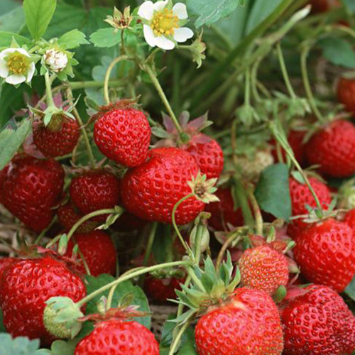 5 Bags (200 Seeds / Bag) of 'Medelet' Series Red Strawberry