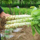 5 Bags (3000 Seeds / Bag) Green Asparagus Lettuce Seeds