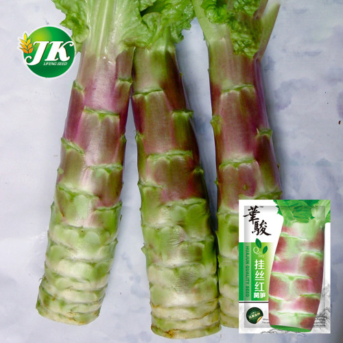 5 Bags (2000 Seeds / Bag) Red Asparagus Lettuce Seeds