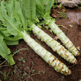 5 Bags (3000 Seeds / Bag) Green Asparagus Lettuce Seeds