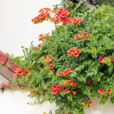 Seeds of Chinese Trumpet Vine - Campsis grandiflora