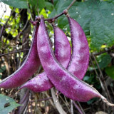 Colorful Harvest Awaits: 5 Packs (10 Seeds / Bag) of Early-Maturing Hyacinth Bean