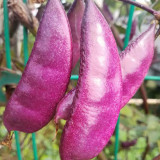 Colorful Harvest Awaits: 5 Packs (10 Seeds / Bag) of Early-Maturing Hyacinth Bean