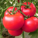 Rediscover Tradition: 5 Bags (200 Seeds / Bag) of 'Vintage Elegance' Red-Pink Tomatoes