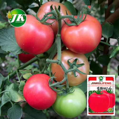 Pink Perfection: 5 Bags (200 Seeds / Bag) 'Fluffy Pink 802' Tomatoes - Your Garden's Pride